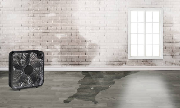 Best Water damage restoration near me  in Wrangell, AK